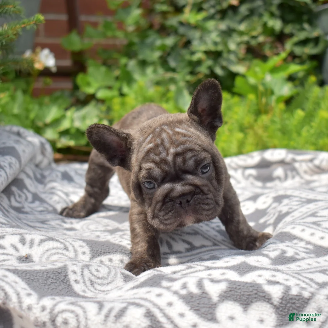 French Bulldog dogs for sale: Ned - Ad 1