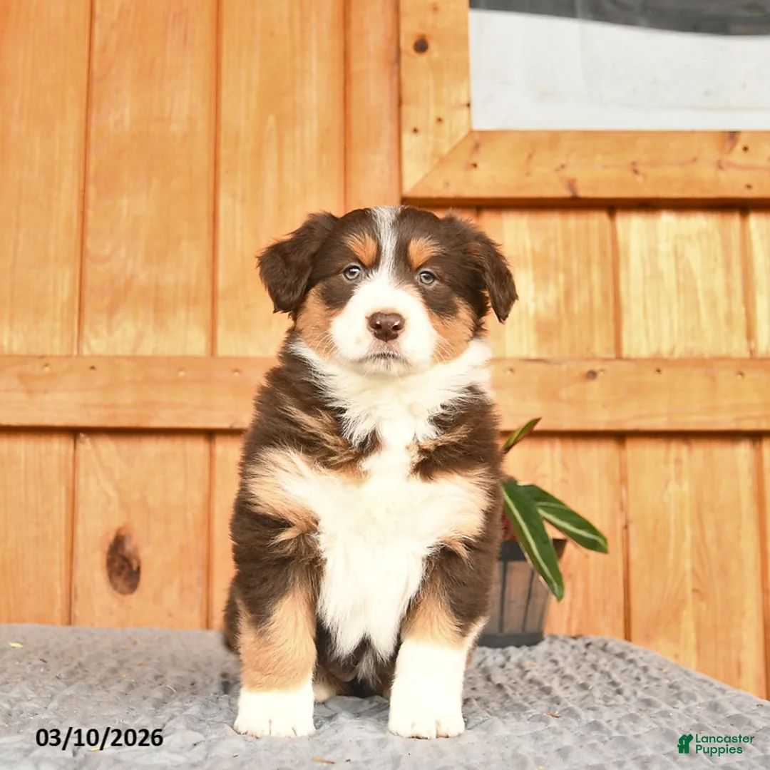 Australian Shepherd dogs for sale: Andrea  - Ad 2