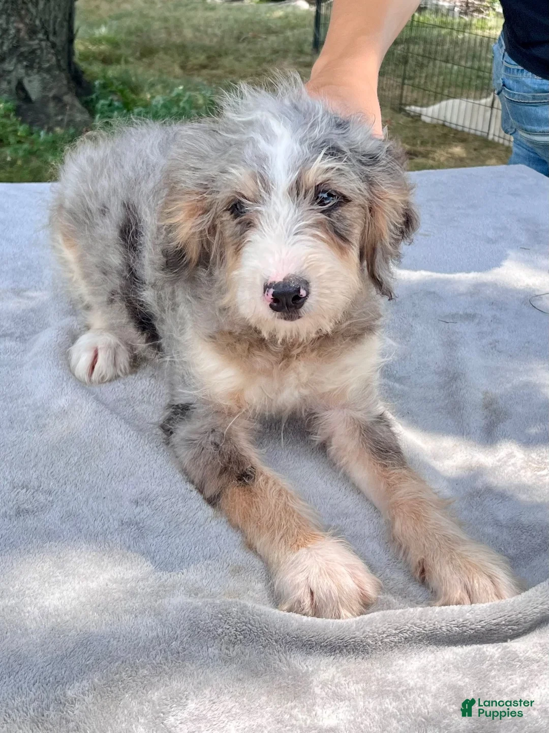 Bernedoodle dogs for sale: Vickie - Ad 7