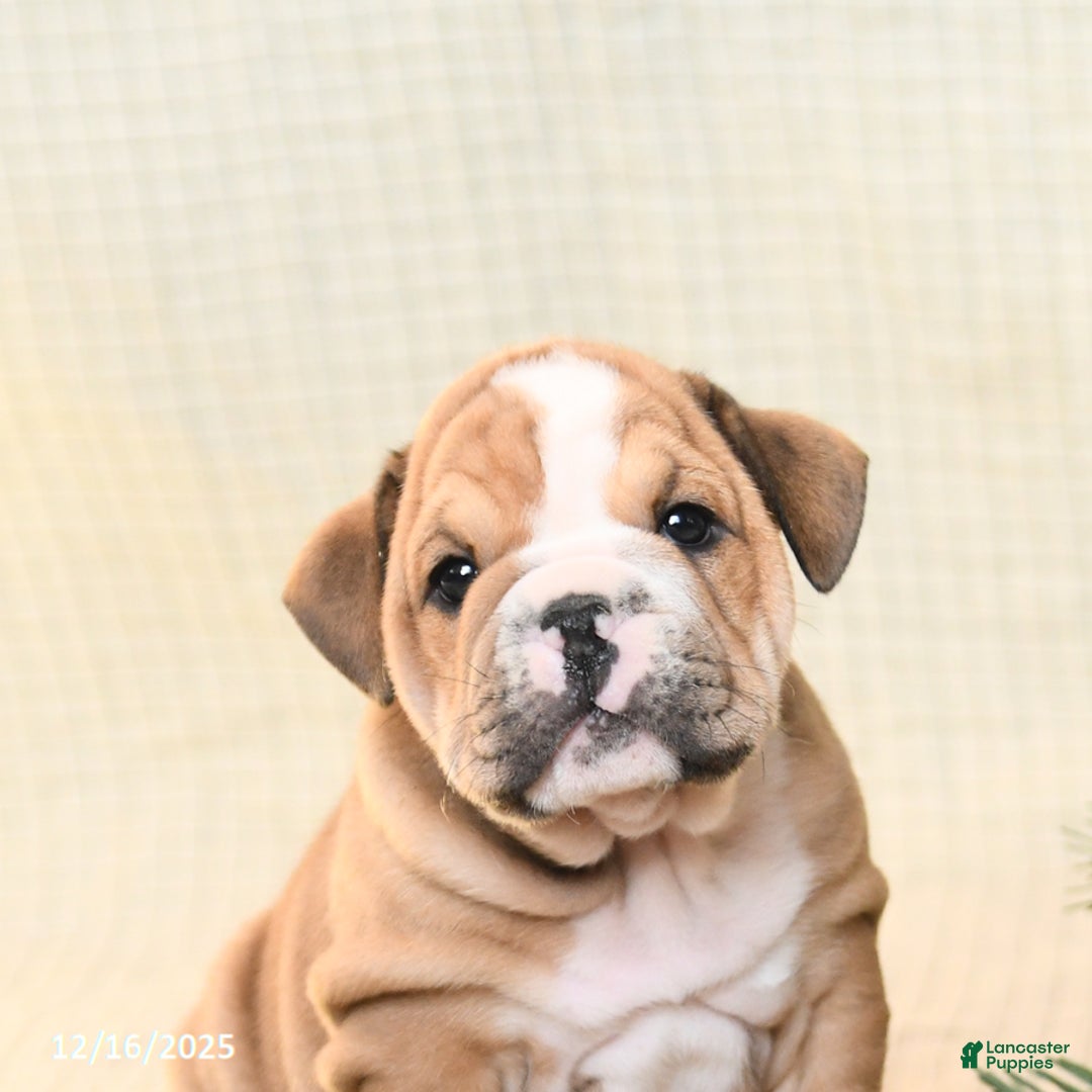 English Bulldog dogs for sale: Tinsel - Ad 4