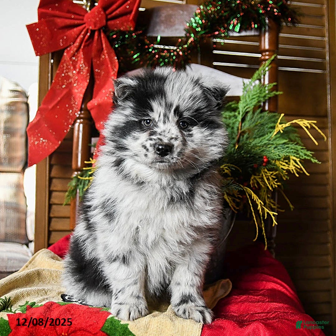 Pomsky dogs for sale: Moose - Ad 1