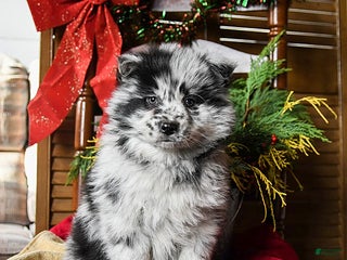 Pomsky dogs Moose - Ad 26