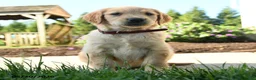 Golden Retriever dogs for sale: Hilda - Ad 1