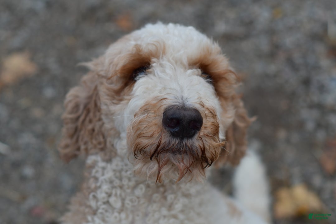 Standard Poodle dogs for sale: Candy - Ad 24