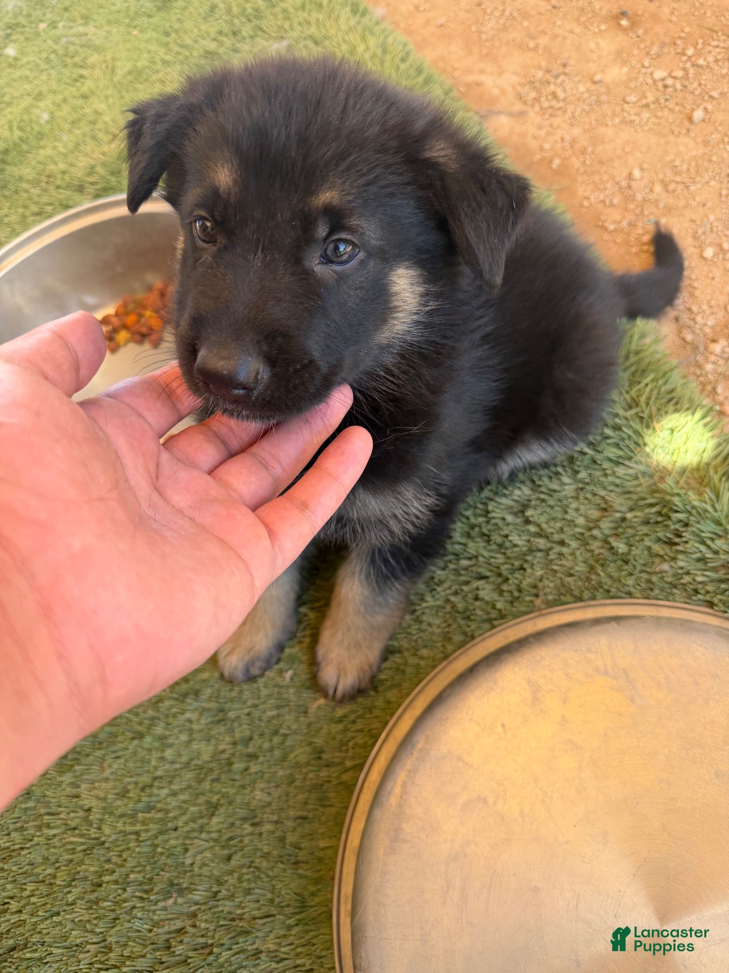 German Shepherd dogs German Shepherd 3 - Ad 33