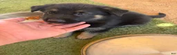German Shepherd dogs for sale: German Shepherd 3 - Ad 1