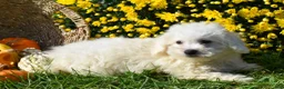 Bichon Frise dogs for sale: Tyler 🐶 - Ad 4