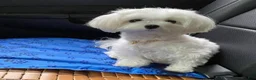Maltese dogs for sale: Coco - Ad 4