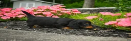 Miniature Dachshund dogs for sale: AKC-Jane - Ad 7