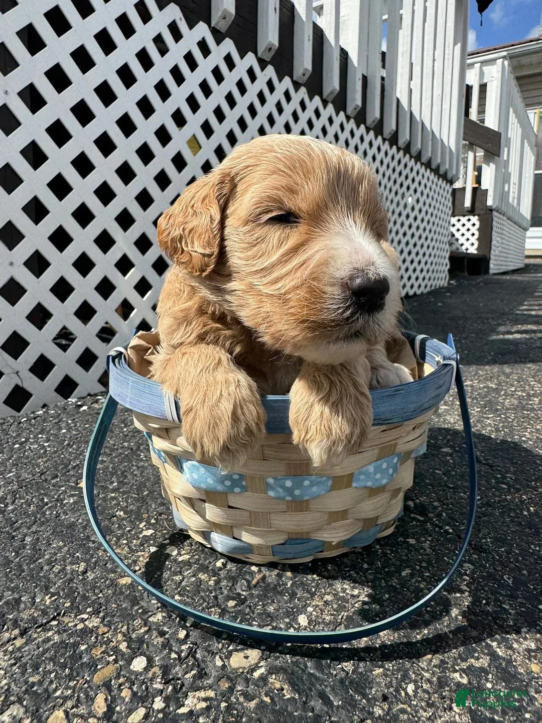 Goldendoodle dogs for sale: Goldendoodle Male - Light Blue - Ad 1
