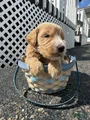Goldendoodle Male - Light Blue