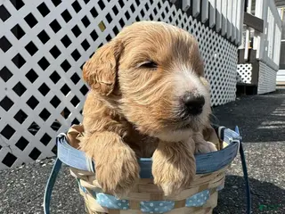 Goldendoodle dogs Goldendoodle Male - Light Blue - Ad 34