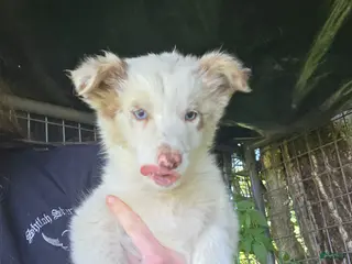 Border Collie dogs for sale: Finn - Ad 1
