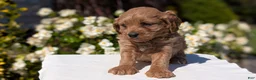Cavapoo dogs for sale: Ollie - Ad 6