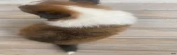 Shetland Sheepdog dogs for sale: Sylvana - Ad 13