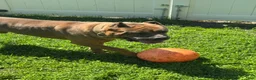 Cane Corso dogs for stud: CEASAR - Ad 4
