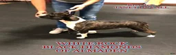 American Staffordshire Terrier dogs for sale: American Staffordshire Terrier 2 - Ad 36
