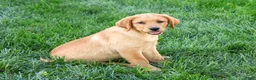 Labrador Retriever dogs for sale: Cassidy - Ad 4