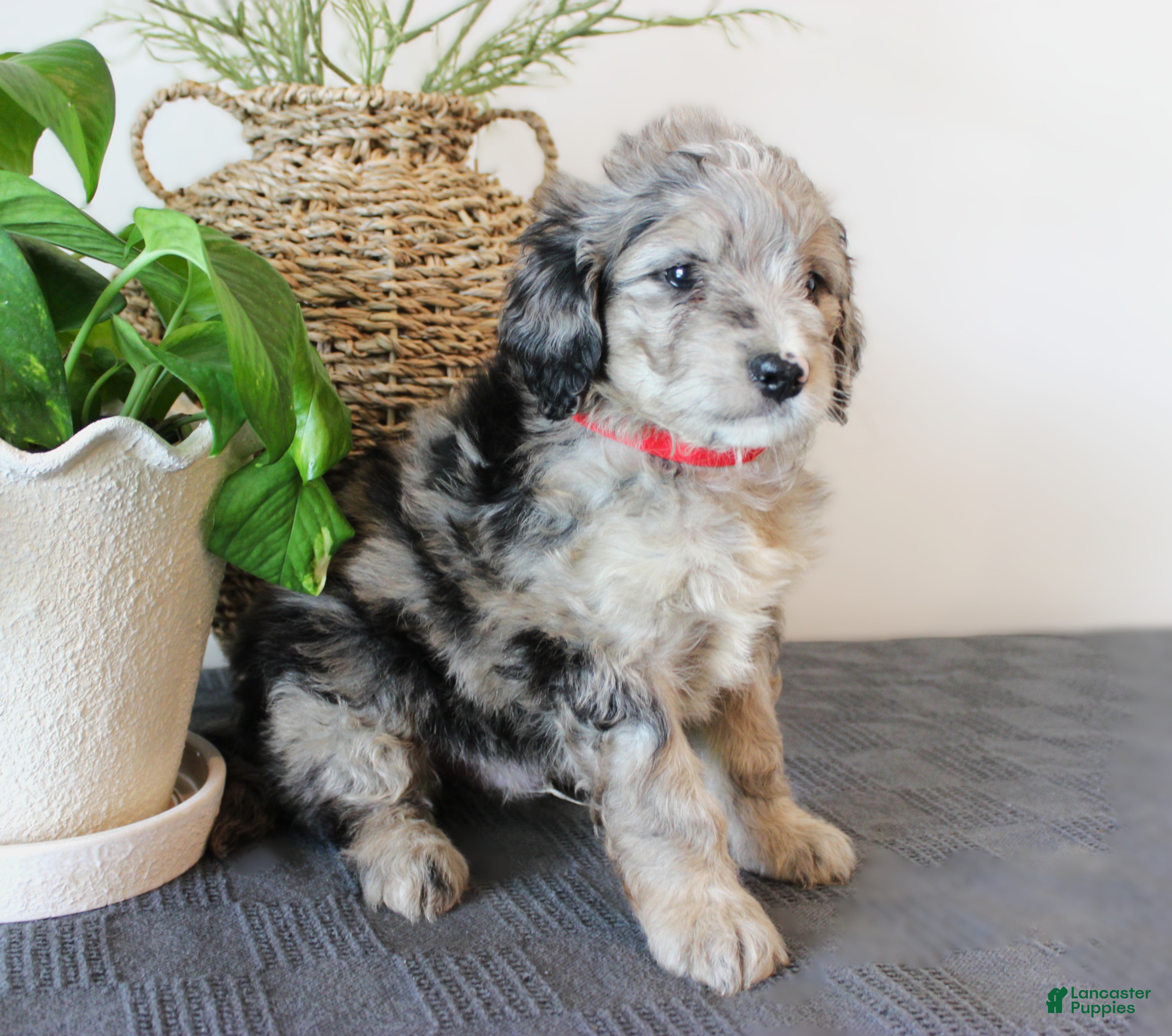 Mini Goldendoodle dogs Gage - Ad 2