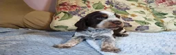 English Springer Spaniel dogs for sale: Mr. Fritz - Ad 8