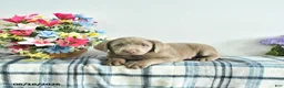Labrador Retriever dogs for sale: Crystal - Ad 2