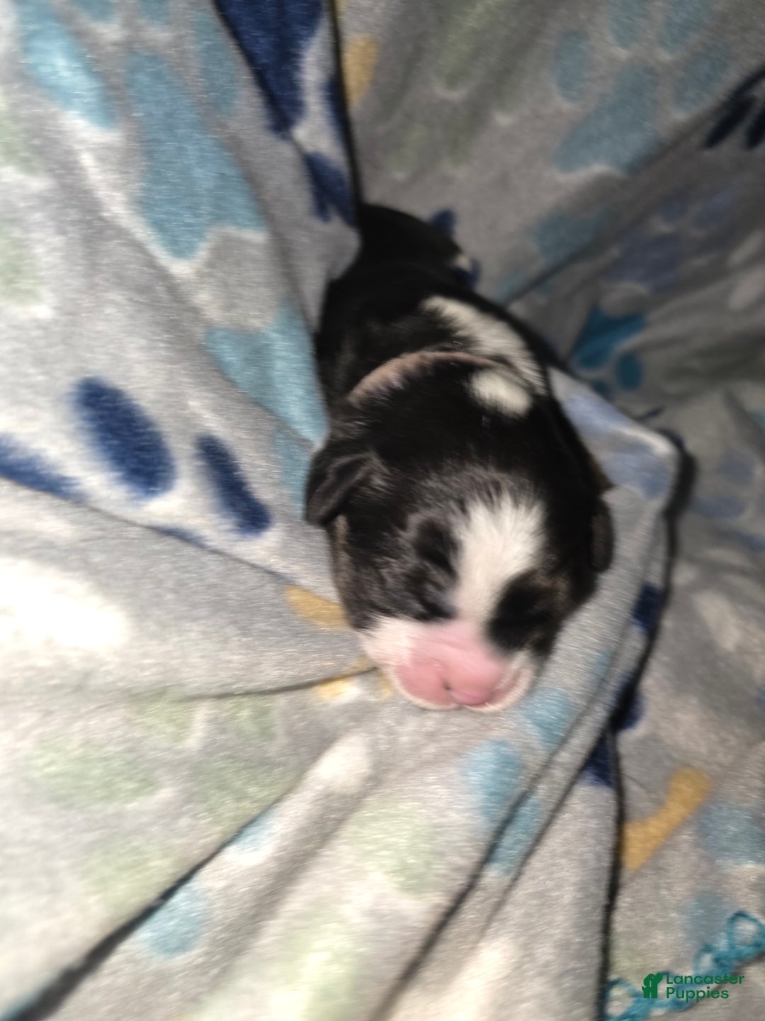 Mixed Breed dogs for sale: Purple - Ad 2