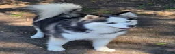 Pomsky dogs for sale: Black mini - Ad 19