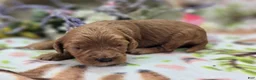 Cockapoo dogs for sale: Cashmere - Ad 3