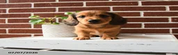 Dachshund dogs for sale: Tanner - Ad 3
