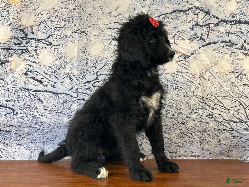 Bernedoodle dogs Buttercup - Ad 38