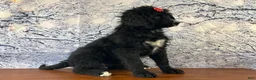 Bernedoodle dogs for sale: Buttercup - Ad 1