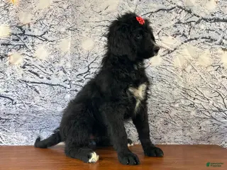 Bernedoodle dogs Buttercup - Ad 38