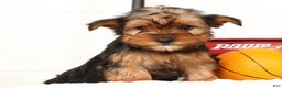 Yorkshire Terrier dogs for sale: Apollo - Ad 1