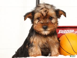 Yorkshire Terrier dogs Apollo - Ad 10