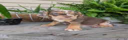 Beabull dogs for sale: Tank - Ad 9