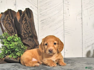 Dachshund dogs - Ad 13