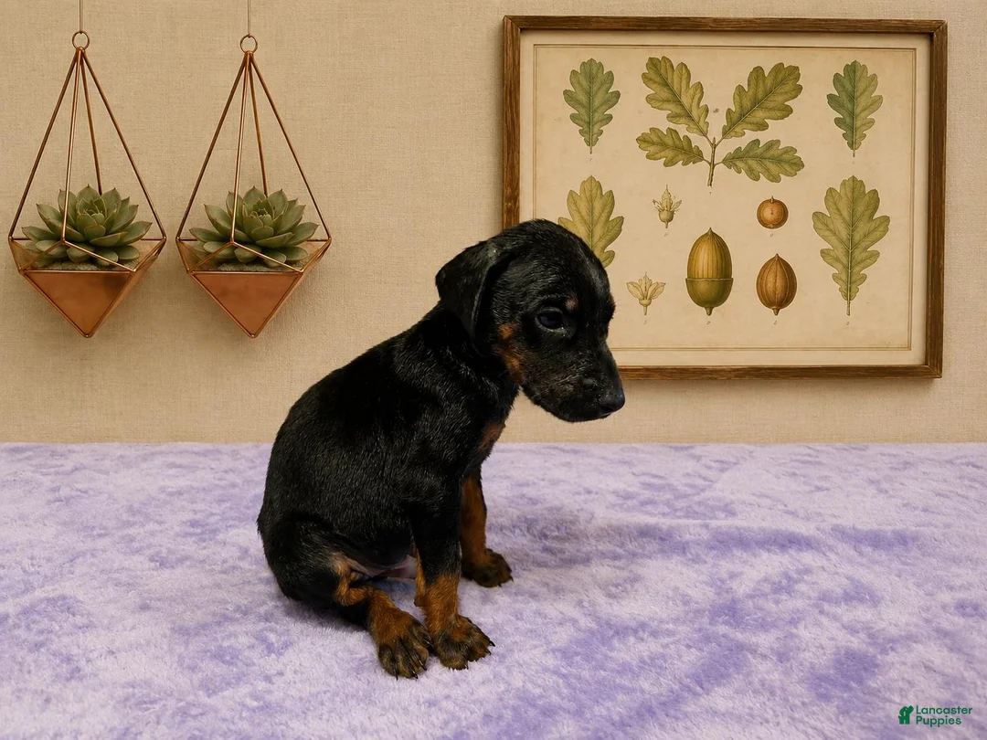 Doberman Pinscher dogs for sale: Titan - Ad 1