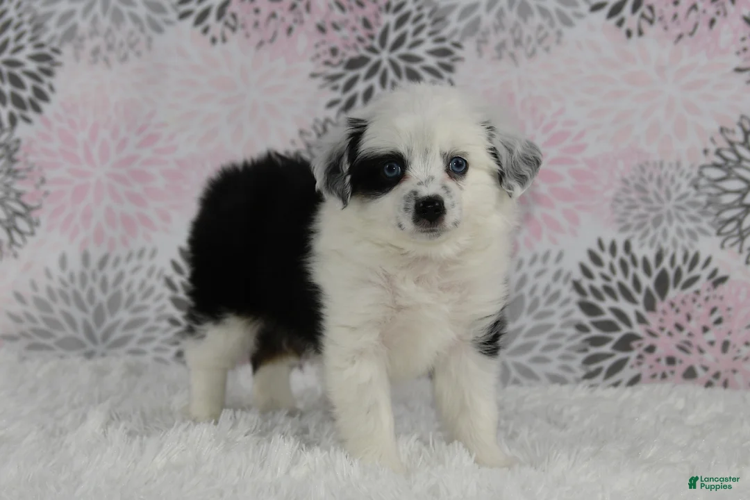Toy Australian Shepherd dogs for sale: Brandi - Ad 14