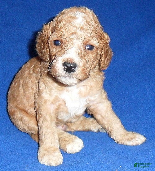 Cockapoo dogs Teddy - Ad 2