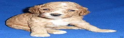 Cockapoo dogs for sale: Teddy - Ad 2