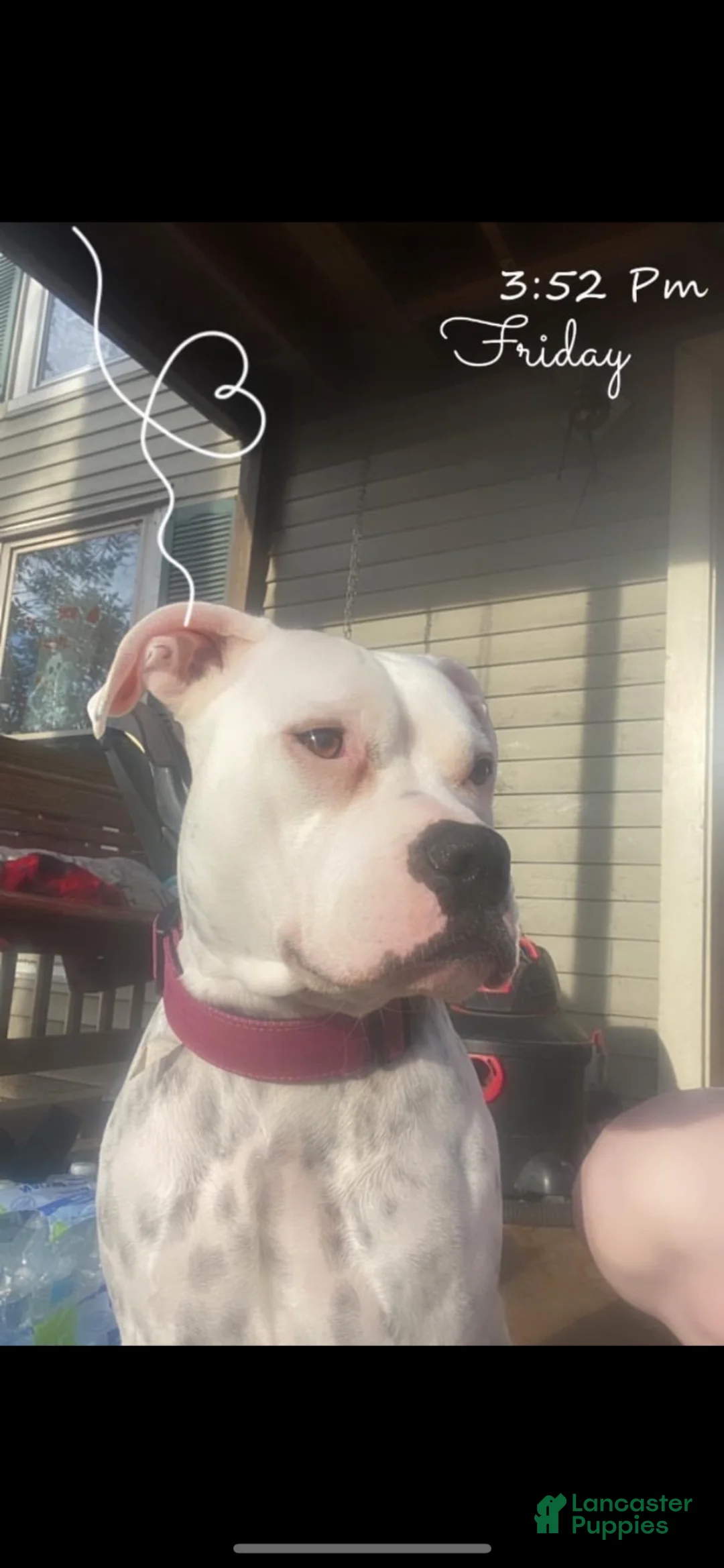 American Bully dogs for sale: American Bully Puppy 7 - Ad 5