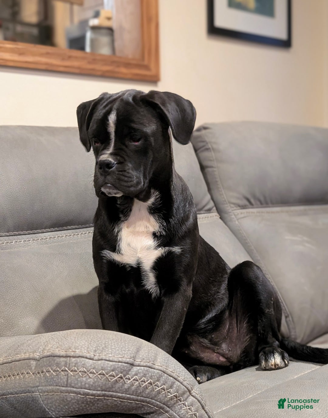 Mixed Breed dogs for sale: Taylor - Ad 6