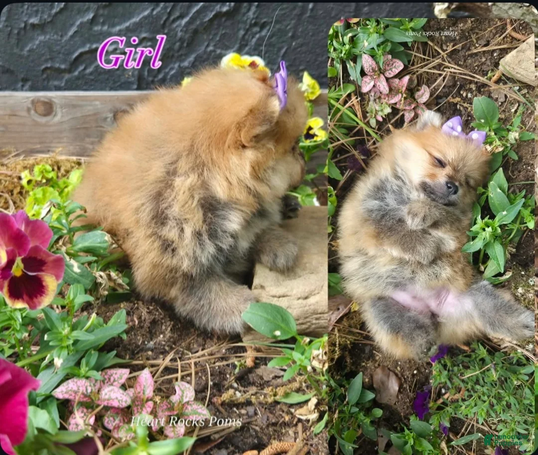 Pomeranian dogs for sale: Camilla Rein - Ad 2