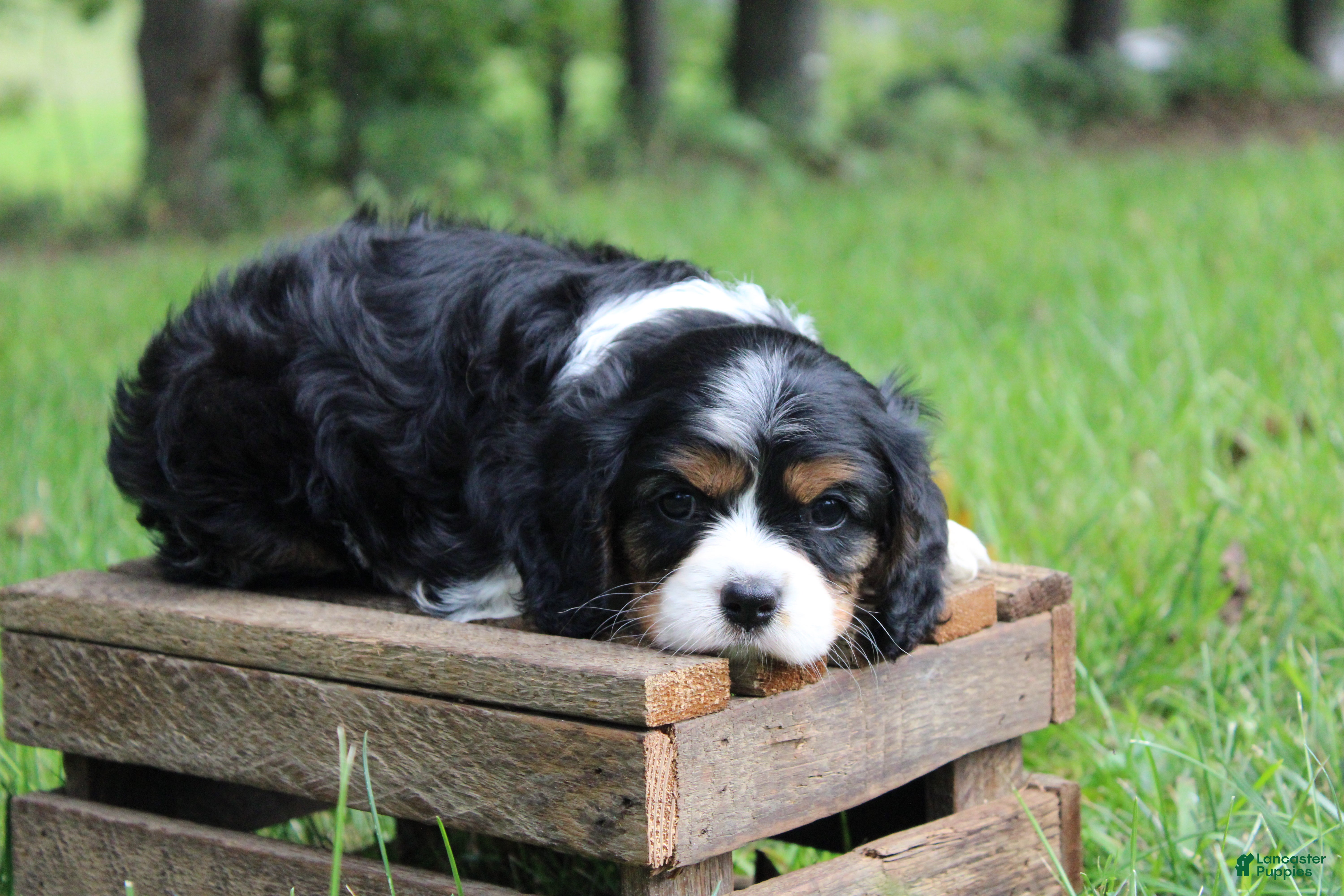Cavalier King Charles Spaniel dogs Bubbles - Ad 2