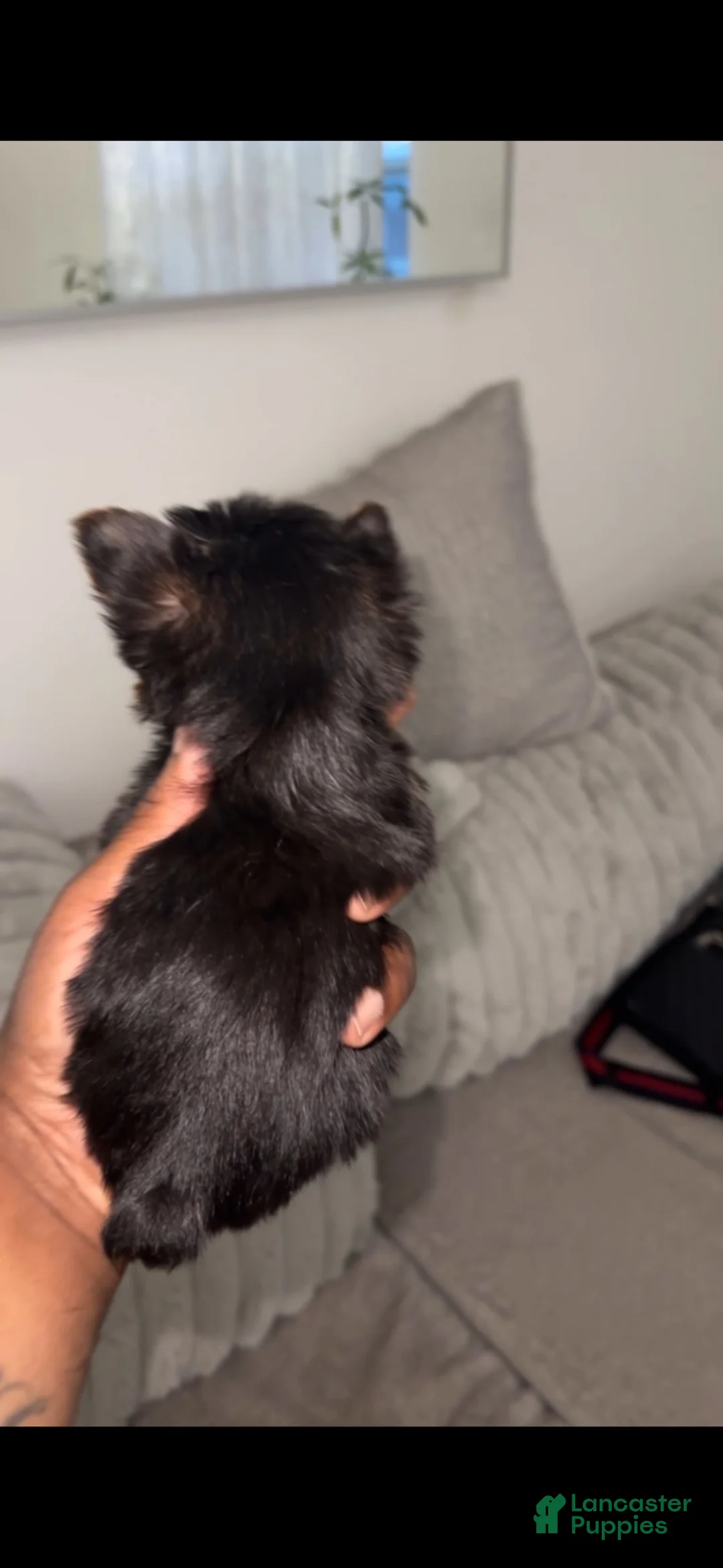 Yorkshire Terrier dogs for sale: Bruno  - Ad 4