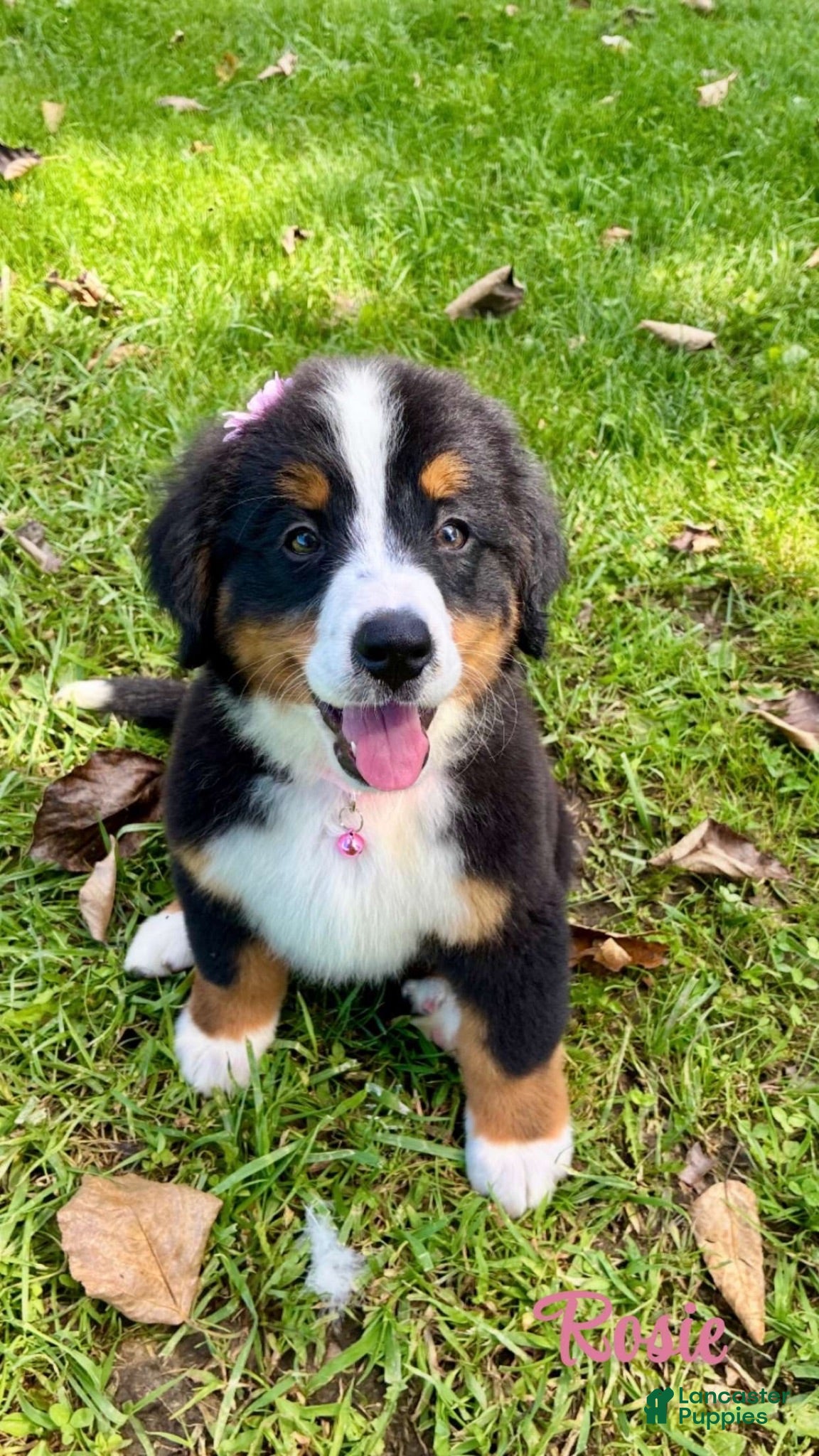 Bernese Mountain Dog dogs Bernese Mountain Dog 4 - Ad 1