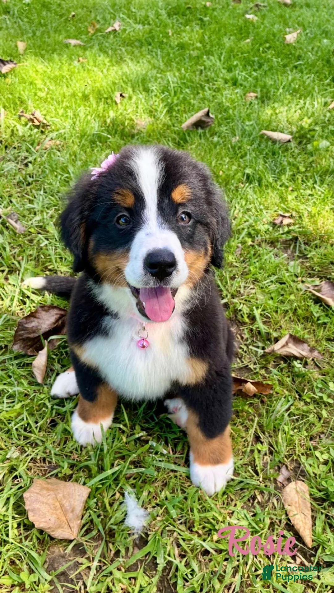 Bernese Mountain Dog dogs for sale: Bernese Mountain Dog 4 - Ad 1