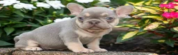 French Bulldog dogs for sale:  Regina🎀 - Ad 5