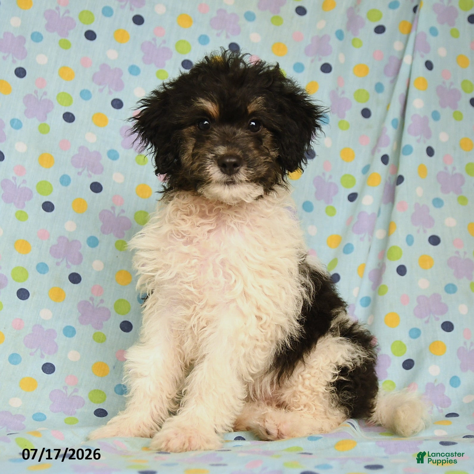 Shihpoo dogs Shayna - Ad 2