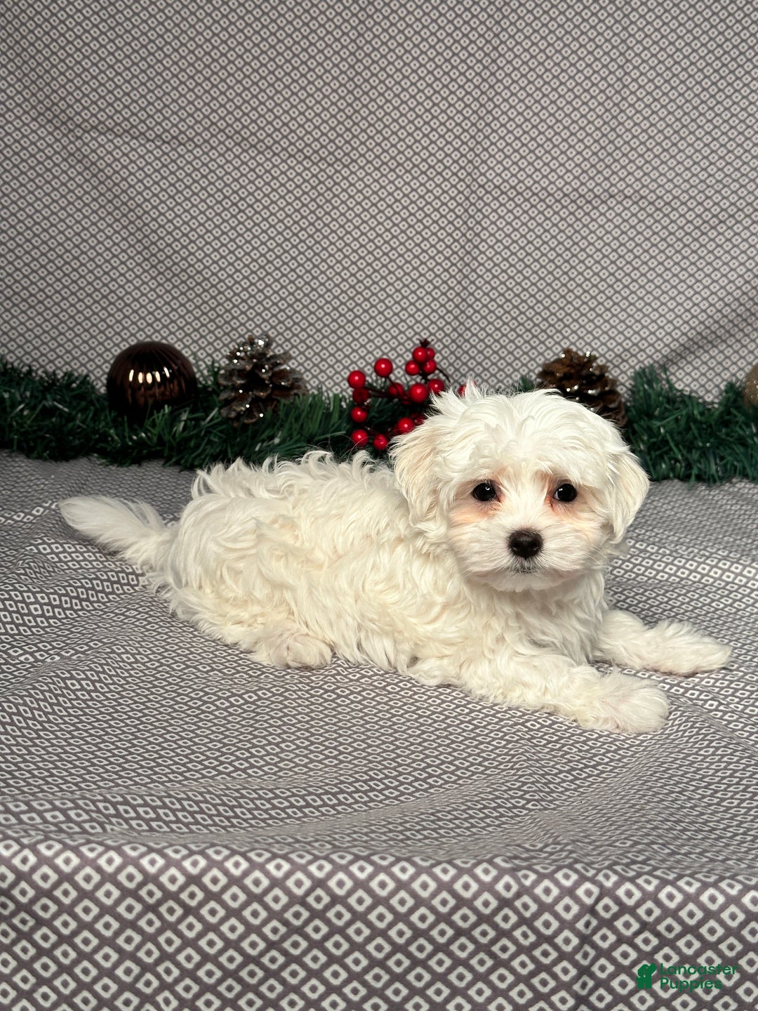 Maltese dogs for sale: Jackson - Ad 5